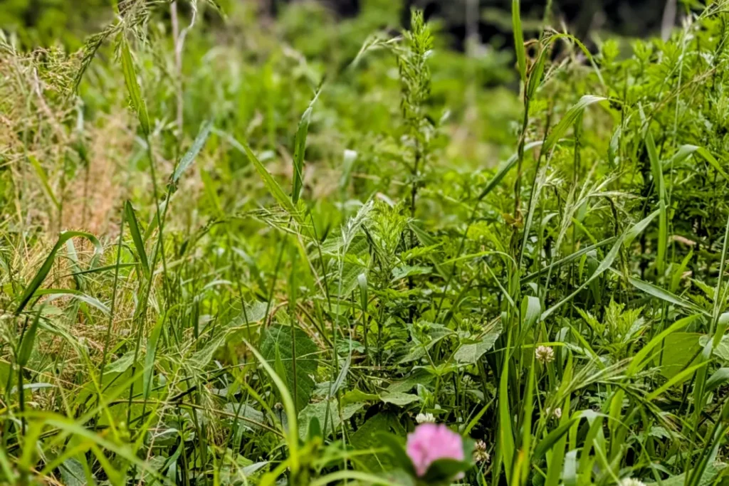 かつては茂みがたくさん