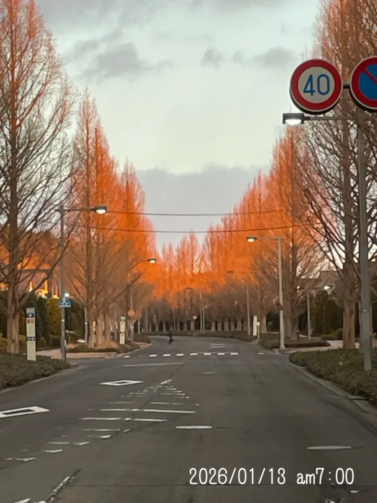 メタセコイヤの紅葉