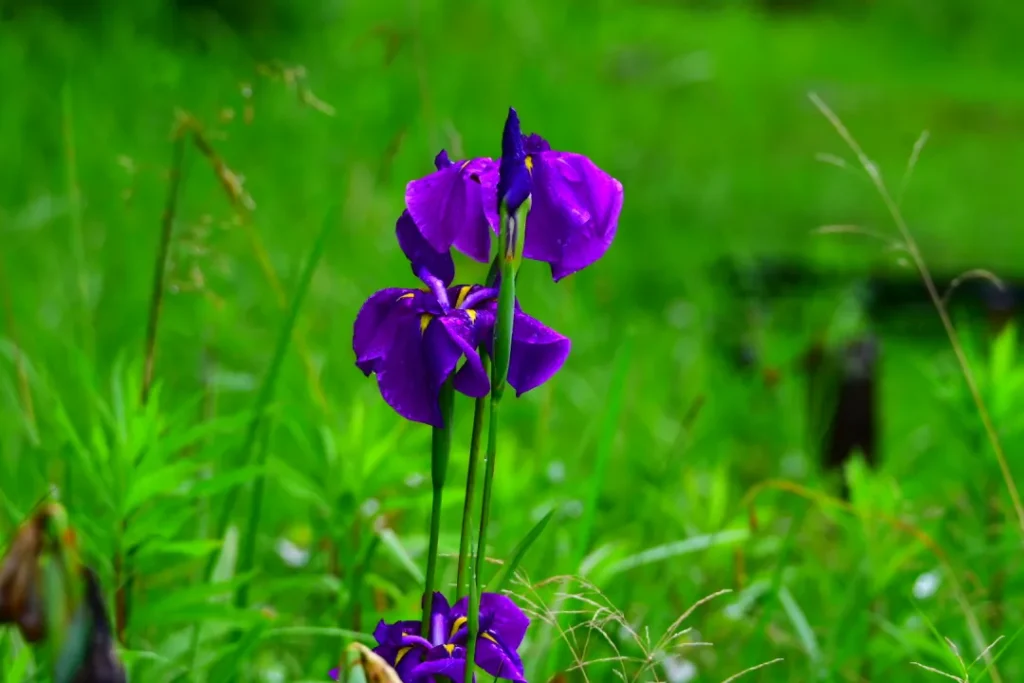 緑に映える紫 (Green vs purple)