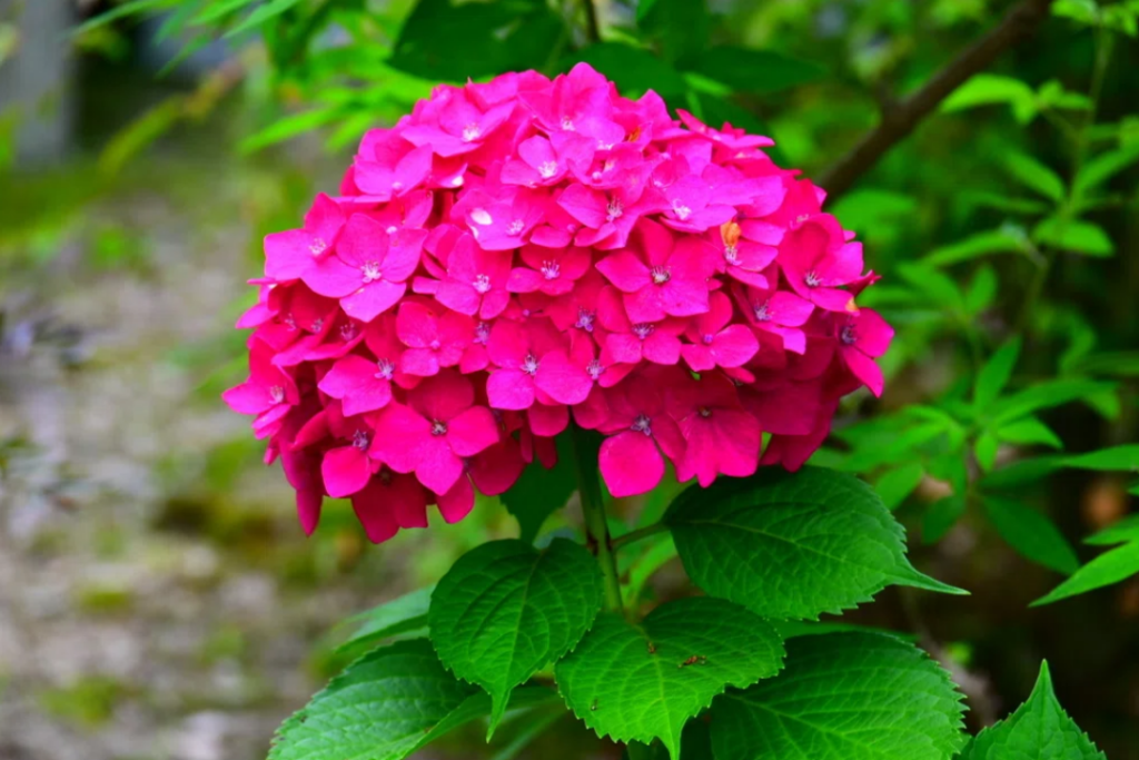 桂島緑地のお花
