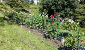 ダリアの丘の花