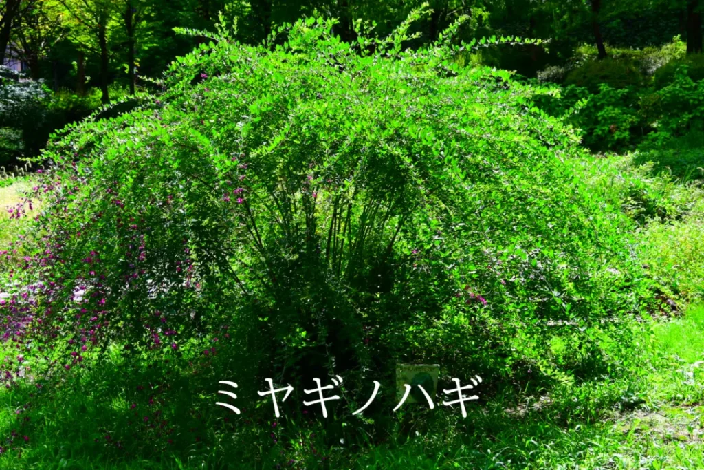 ミヤギノハギ