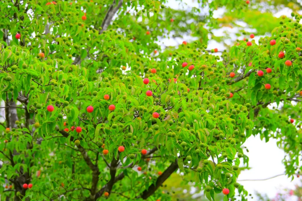 ヤマボウシ