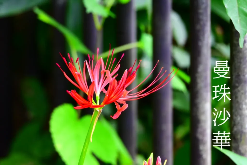 曼珠沙華