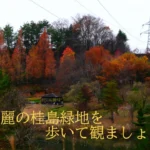 桂島緑地の秋の様子