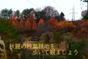 桂島緑地の秋の様子